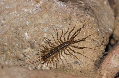 Réf. 241 509 : Scutigera coleoptrata